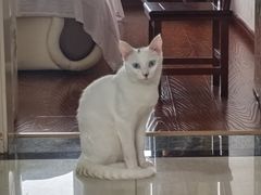 -宠颐生汉谟拉比宠物医院