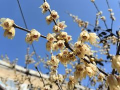 -华春餐馆(鱼山路店)