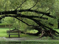 -上海共青森林公园