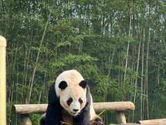 -上海野生动物园