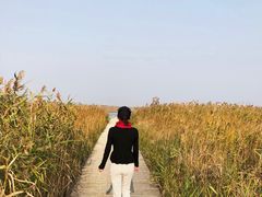-盐城丹顶鹤湿地生态旅游区