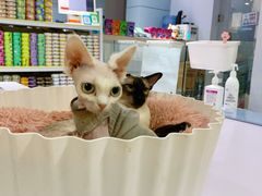 -喵的天空名猫咖啡馆·撸猫·猫舍·用品