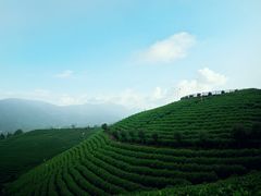 -帐篷客·溪龙茶谷度假酒店