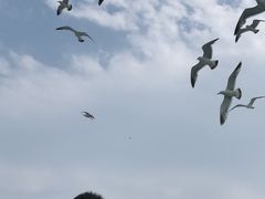-长岛万鸟岛