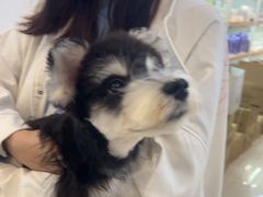 -翊宠yipet猫狗购宠庄园犬舍•猫舍