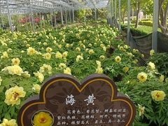 -洛阳市隋唐城遗址植物园