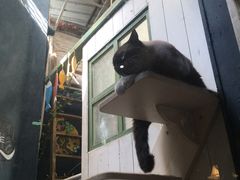 -猫咪博物馆(顶澳仔猫街店)