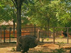 -石家庄市动物园