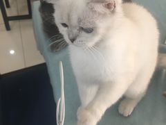 -鼓捣猫呢主题猫咖店