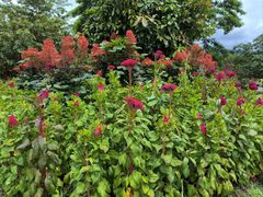 -中国科学院西双版纳热带植物园