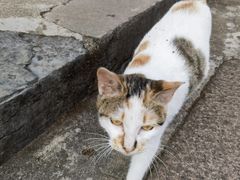 -迎江寺
