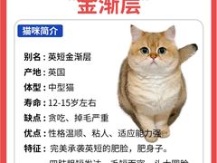 -Bastet sally猫舍购宠(静安店)