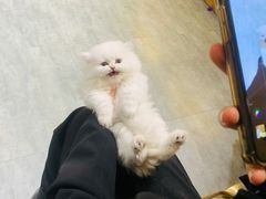 -欣宠猫屋·矮脚拿破仑·蓝金金渐层