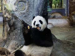 -海南热带野生动植物园