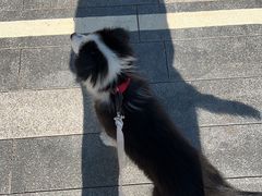 -佳雯宠物医院(金华南路分院)