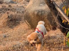 -白水寺森林公园