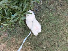 -翊宠yipet猫狗购宠庄园犬舍•猫舍