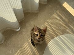 -天宠宠物医院24小时·急重症诊疗中心·全科·腔镜特色(和平分院)