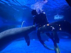 -烟台海昌鲸鲨海洋公园