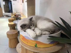 -Heymao猫咖.咖啡厅(东门店)