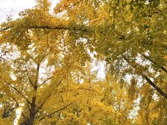 -三里屯东五街银杏大道