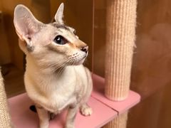 -MOCHA明星猫咖(田子坊店)