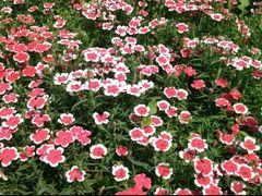 -松山湖梦幻百花洲