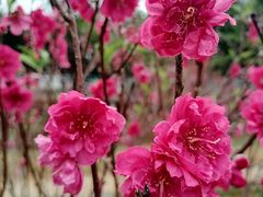 -南国桃园旅游度假区