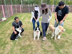 -翊宠yipet猫狗购宠庄园犬舍•猫舍