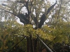 -上海佘山国家森林公园天马山园