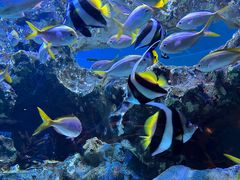 -海合安成都极地海洋公园