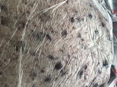 赤豆猪油糕-杨招娣糕点(装驾桥巷店)
