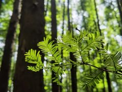 -山王坪喀斯特国家生态公园