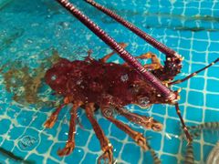 -百富源·海鲜辽菜(张士店)