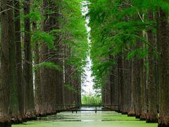 -渌洋湖湿地公园