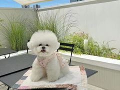 -萌宠之家·腊肠犬·马尔泰·小体犬舍