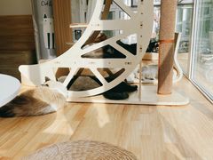 -有猫儿腻咖啡厅.猫咖