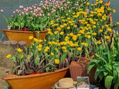 -上海鲜花港