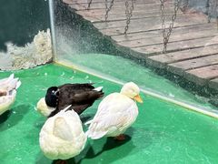 -上海大自然野生昆虫馆(东方明珠·爬宠昆虫探索中心)