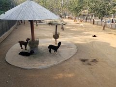 -大连森林动物园