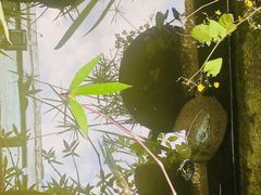 -丫口花园餐厅·融合菜