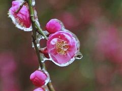 -贵州省植物园