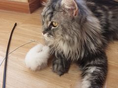 -猫和宫(六道口店)
