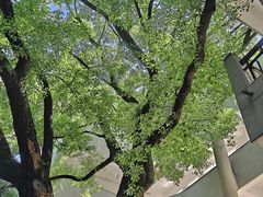 -湖北美术学院(昙华林校区)