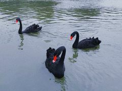 -昆山城市生态森林公园