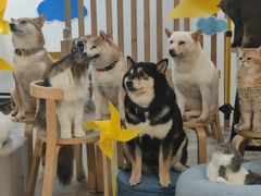 -柴迷FANS CLUB·柴犬狗咖·猫咖