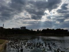-飞来湖湿地公园
