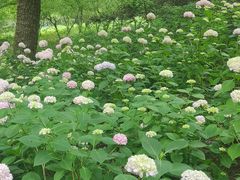 -上海滨江森林公园
