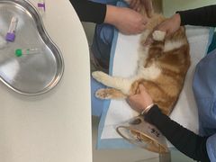 -纳吉亚猫专科动物医院博雅分院