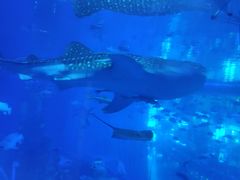 -成都浩海立方海洋公园